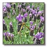 field of lavender flowers - 10x10 Wall Clock