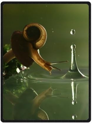 Fashion Style Snail 58" x 80"(Large) Fleece Throw Plush Blanket