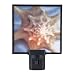 Lights in the Night Sea Shell Night Light