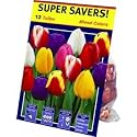 Tulip Bulbs [Kitchen] [Kitchen] [Kitchen] [Kitchen] [Kitchen] [Kitchen]