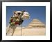 Dromedary Camel Standing Before the Step Pyramid of Djoser Framed Art Poster Print by Richard Nowitz, 31x25