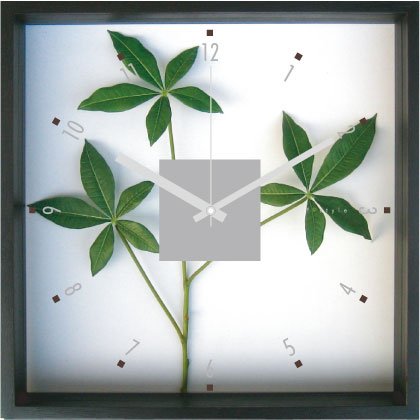 F-Style Clock　（精密な人工観葉植物・時計）Pachira glabra パキラ