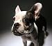 Close-up of a French Bulldog - 24