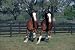 (27x39) Clydesdales Galloping Horse Animal Print Poster