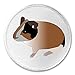 A&T Designs Classic Brown Guinea Pig 3
