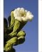 Photographic Prints of TD-1752 Giant Saguaro - Buds and flower from Ardea Wildlife Pets