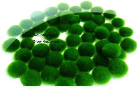 Marimo Moss Ball-live aquarium plant decoration ornament java fish tank 15 Pcs