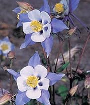Blue Star Columbine 20 Seeds/Seed - Aquilegia