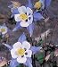 Blue Star Columbine 20 Seeds - Aquilegia