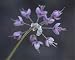 Photographic Prints of Nodding onion (Allium cernuum), Glacier National Park, Montana, United States from Robert Harding