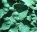 200 Silk Rose Petals Wedding Favors - Solid Colors - Hunter Green