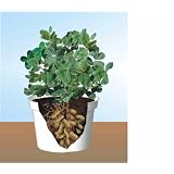 Grow a Peanut Bush