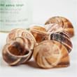 Escargot Shells (6 unit) by igourmet.com