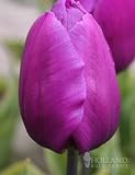 Purple Prince Single Early Tulip - 12 bulbs