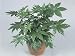Close-Up of a Japanese Aralia Plant (Fatsia Japonica) Photographic Poster Print by G. Cigolini, 40x30