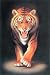 Stalking Tiger - 24x36 - ART PRINT / POSTER