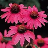 Coneflower - Echinacea Purpurea Magnus - 4 Plants
