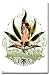 ROLLIN HARD MARIJUANA NATURAL HIGH POT LEAF POSTER 9403