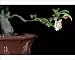 Photographic Prints of PPG-1574 Bonsai Apple-tree from Ardea Wildlife Pets