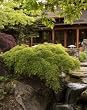 Waterfall Japanese Maple Tree, Five Gallon Container by Monrovia Growers