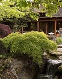 Waterfall Japanese Maple Tree, Five Gallon Container by Monrovia Growers