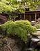 Waterfall Japanese Maple Tree, Five Gallon Container by Monrovia Growers
