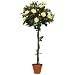 f-DECO ���[�Y�C�G���[ 120cm