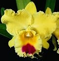 Lc Amber Glow 'Wade' x Blc Goldenzelle 'Taida' (orchid plant)