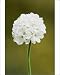 Photographic Prints of Armeria maritima Armada Early White from Science Photo Library