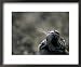 Tiger Nose and Whiskers, Qinhuangdao Zoo, Hebei Province, China Framed Art Poster Print by Raymond Gehman, 22x18