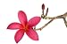 Red Frangipani Flower - 36