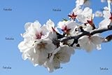 'Almond Blossums' Wall Decal - 24
