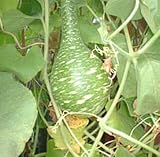 Water Jug Gourd 10 Seeds - FREE SHIPPING ON ADDITIONAL HIRTS SEEDS ORDERED AND PAID WITH ONE PAYMENT
