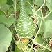 Water Jug Gourd 10 Seeds