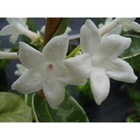 Live Madagascar Jasmine Plant Bridal Flower Stephanotis Green Leaves Fragrant