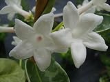 Live Madagascar Jasmine Plant Bridal Flower Stephanotis Green Leaves Fragrant