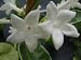 Live Madagascar Jasmine Plant Bridal Flower Stephanotis Green Leaves Fragrant