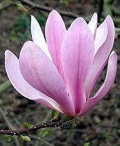 Ann Star Magnolia Tree - Outdoors or Bonsai - Fragrant