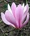 Ann Star Magnolia Tree - Outdoors or Bonsai - Fragrant