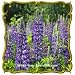 Sky Lupine (Lupinus nanus) Jumbo Wildflower Seed Packet (150)