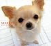 くるくるくぅー―癒し犬くぅーちゃんフォトブック