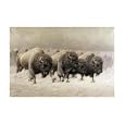 In The Teeth Of The Blizzard by E.W. Lenders. Art Print Poster 26 inches width by 18.75 inches height. Highest Quality Art Poster Print
