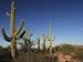 Saguaro Cactus Scenic Photographic Poster Print by George Grall, 30x40