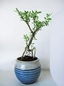 9GreenBox - Serrisa Japonica Snow Rose Indoor Bonsai Tree with Ceramic Pot