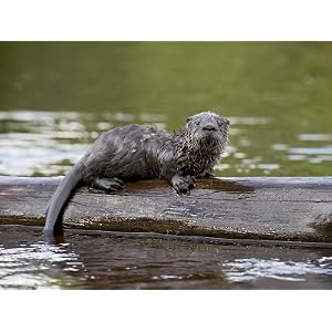 Otter Den