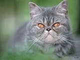 Exotic Shorthair Cat, Blue-Tabby Photographic Poster Print by De Meester, 9x12