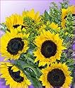 A Dozen Sunshine Sunflowers