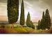 Cypress Road, Siena Art Poster Print by Jimmy Williams, 36x26 Image