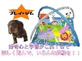 プレイジムの画像