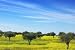 Olives Tree in a Field of Yellow Flowers. - 18